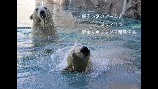 氷のプールで遊ぶホッキョクグマのララとリラ親子　新ホッキョクグマ館