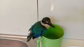 Paano turuang kumain ang bagong alagang ibon King Fisher part2 #save #animals #birds