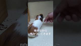 【Watch out for cute guinea pigs!】　#guineapig #guinia pig #funny #cavy