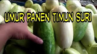 Umur panen timun suri