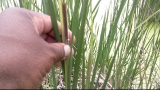 Foraging with The Urban-Abo - Spring Edibles 7 - Featuring Cattails (Typha latifolia)