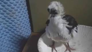 2017/2/20　дети голубей/Baby Pigeons/鑑賞鳩の雛鳥達