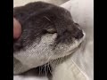 otters making strange noises for food compilation