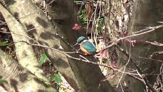 京都の野鳥　冬の暮らし