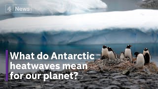 The threat of melting sea ice and marine heatwaves in the Antarctic