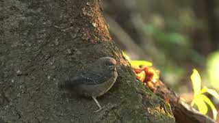 イソヒヨドリ幼鳥