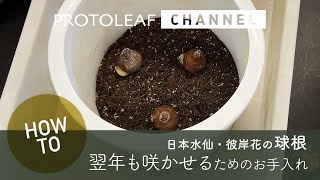 【ガーデニング】翌年も花を咲かせる球根の植えつけ方　〜日本水仙・彼岸花〜