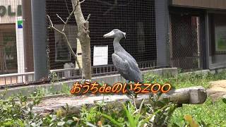 高知県立のいち動物公園　ハシビロコウ「はるる」