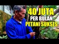 omset 40 juta per bulan hanya di desa ini, petani sukses