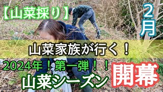 【山菜採り】2024年！2月初旬の山菜採り/山菜家族