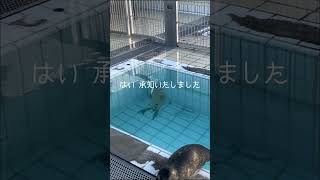 アザラシ幼稚園あるある　#seal