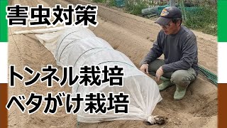 【害虫対策】【トンネル栽培】【ベタがけ】トンネルの作り方　不織布の使い方