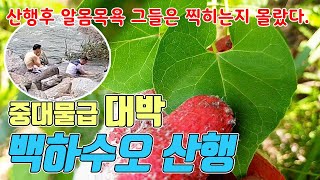 대물급 대박 백하수오 산행 백하수오는 이렇게 생겼습니다.