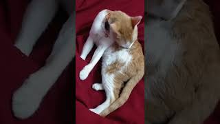 നാല് പൊറോട്ട ഒരു കോഴിക്കറി #trending #cat #catvideos #funny