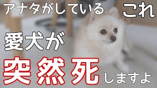 愛犬が突然死に繋がるやってはいけないNG行動【犬の飼い主】