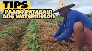 Tips para patabain ang halaman nating watermelon. Mas mataba, mas matamis! Tara mga ka Farmers!