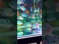 How many flowerhon fish do you think there are in this tank?