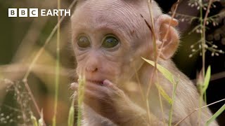 Baby Macaque Social Skills Tested by Violent Elder | Growing Up Wild | BBC Earth Kids