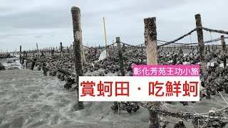 王功趕海 彰化芳苑小旅~賞蚵田．吃鮮蚵