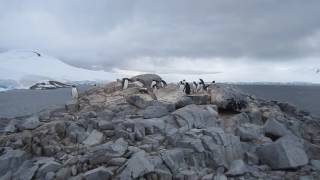 Necton: Port Lockroy Antarctica