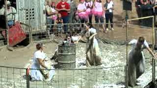 Brides Pig Wrestling