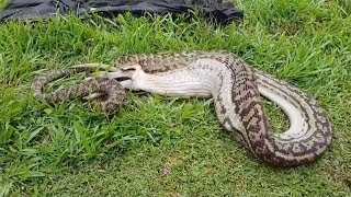 Huge Python Caught Devouring Whole Wallaby