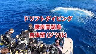 慶良間諸島・自津留（ジツル）ドリフトダイビング