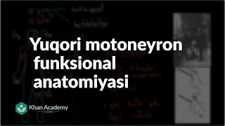 Yuqori motoneyron funksional anatomiyasi | Nerv tizimi | Tibbiyot