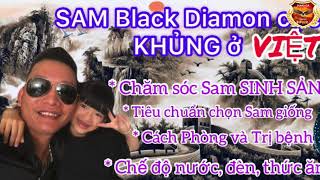 Kỹ Thuật Chăm Sóc Cá Sam Chuyên Sâu P1| Sam Black Diamon Khủng Ở Việt Nam | Cá Rồng P6 | Sung Ca