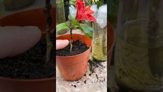 Rooting Hibiscus Stems, China Rose in WATER