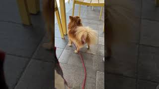 【犬との暮らし】春のお散歩〜ポメラニアン〜