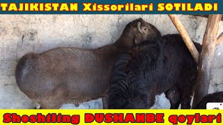 TOZZA Tajikistan🇹🇯 XISSORI Qoylari🐑 SOTILADI 100% tozza