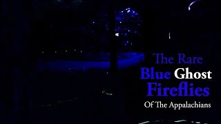 The (Rare) Blue Ghost Fireflies Of The Appalachians