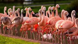 Virtual Safari: Flamingos