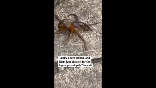 Man’s near miss with deadly blue-ringed octopus in Sydney Harbour