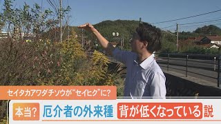 噂の真相は？厄介者の外来種「セイタカアワダチソウ」の背が年々低くなっている説