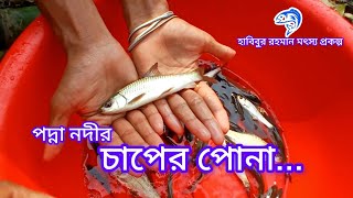 ২৫৯..পদ্না নদীর চাপের পোনা।