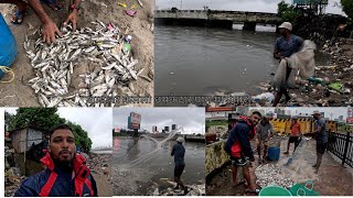 माहीम खाडीवर केलेली धमकेदार पाग मासेमारी | Net Fishing on Mahim Khadi #mahimkoliwada #mumbaifishing