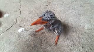 baby kingfisher bird hungry