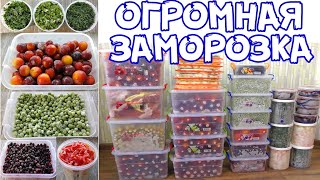ГЛОБАЛЬНАЯ ЗАМОРОЗКА ОВОЩЕЙ И ФРУКТОВ НА ЗИМУ! КАК ПРАВИЛЬНО ПОДГОТОВИТЬ ПРОДУКТЫ К ЗАМОРОЗКЕ?
