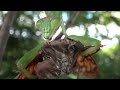 【asmr】オオカマキリがアブラゼミを捕食 u0026咀嚼音（エノキ）②オオカマキリの食欲が止まらない。秋は恋の季節が到来する。体力をつけて交尾、そして産卵へ繋げたいはず。自身より大きなアブラゼミを捕獲