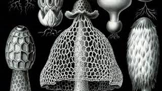 Basidiomycetes | Wikipedia audio article