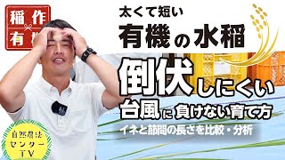 台風だって大丈夫!!　倒伏しにくいイネの特徴　節間を伸ばさない『有機の米づくり』　【稲作有機 by 自然農法センター】