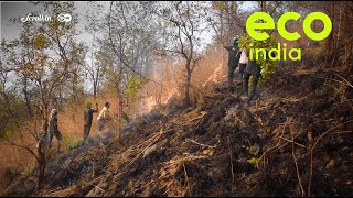 Eco India: How conservation efforts are making the fires of the sacred Arunachala Hills go away