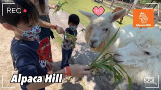 อัลปาก้า ฮิลล์ รีวิว สวนผึ้ง( Alpaca hill )