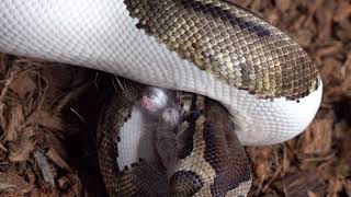 The Pied Python Bites Mouse Face / Warning Live Feeding