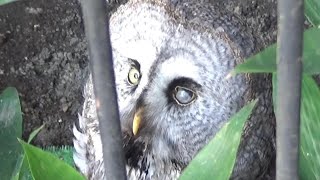 カラフトフクロウの鳴き声  Cool great grey owl crying　【Cute animal videos】【羽村市動物公園】