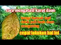 Gugur bunga karat daun menguning tidak jadi buah ini cara mengatasinya