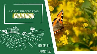 How to harvest & preserve goldenrod for natural medicine