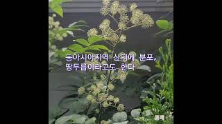 독활꽃, 꽃말은 희생, 애절/몽깨 [행복시선(視禪)]